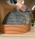 Chinchilla Hanging Hideout House