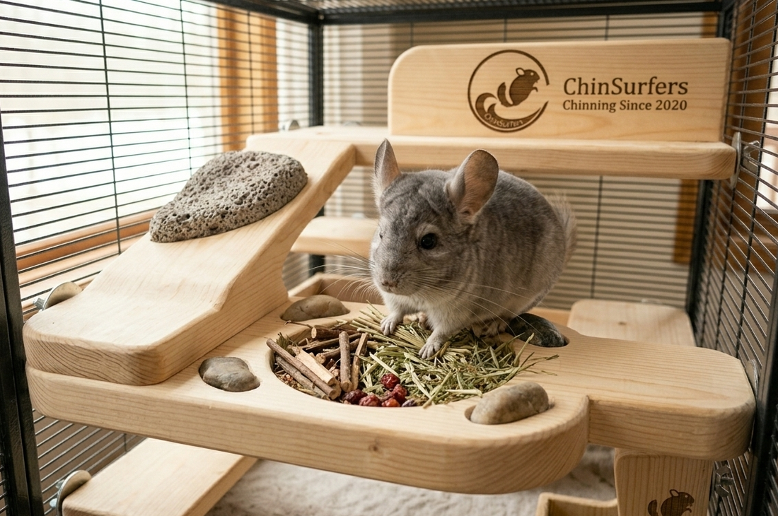 Sensory Enrichment for Chinchillas: Beyond the Wheel