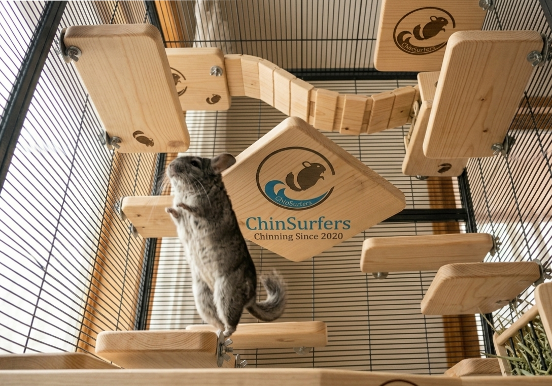 The Science of "Verticality": Why Chinchillas Need Tall Cages and Ledges