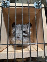 Chinchilla Hanging Hideout House, Open View Back and Front Ledge, Side Cage Mount Kiln Dried Pine Hardware Incl.