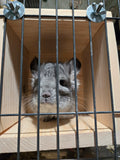 Chinchilla Hanging Hideout House, Open View Back and Front Ledge, Side Cage Mount Kiln Dried Pine Hardware Incl.