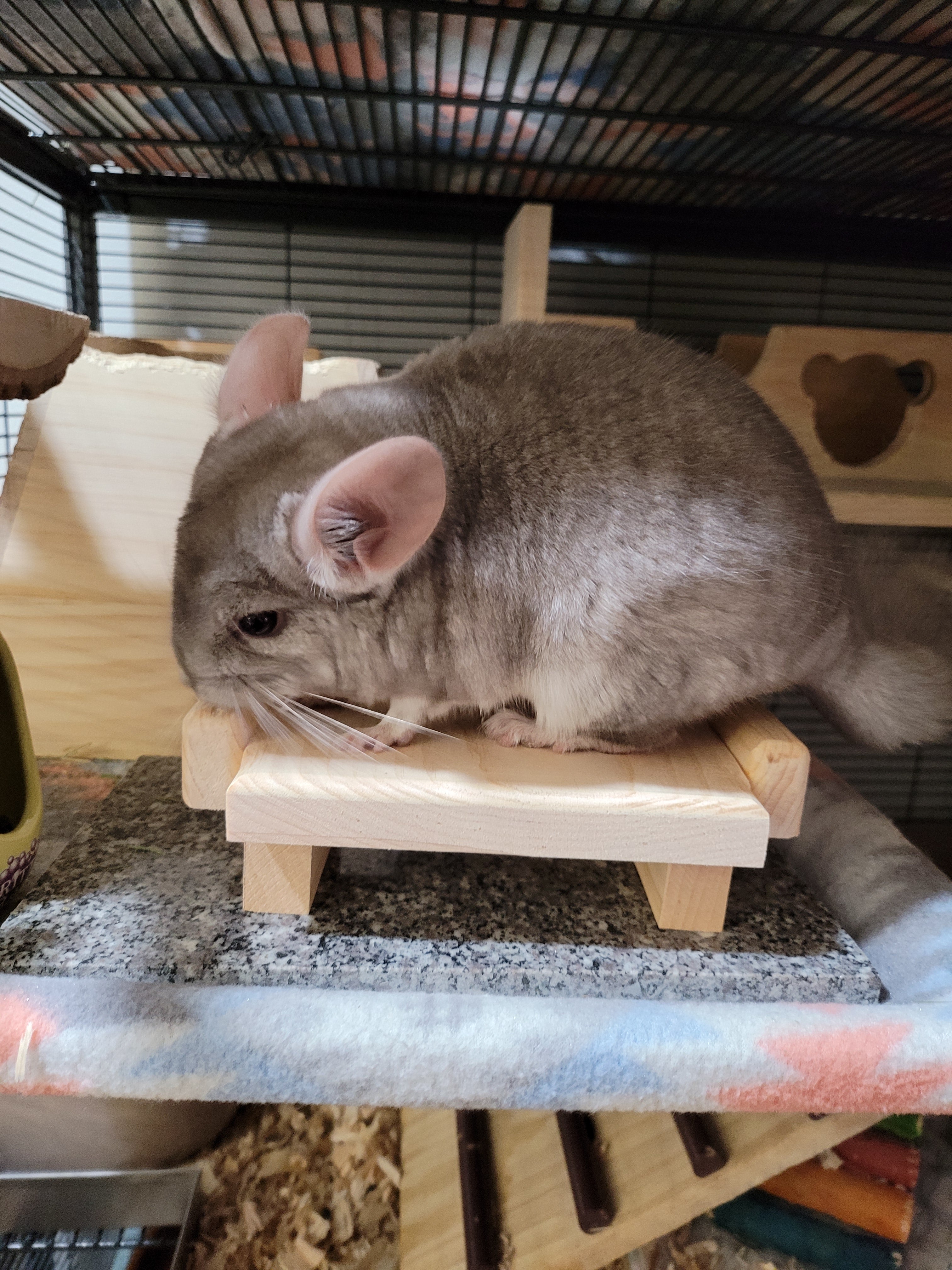 Chinchilla Couch Loveseat Ledge